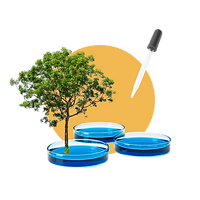 Small tree growing from a petri dish beside other dishes and a dropper